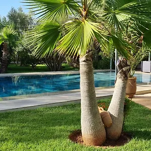 Les Deux Citronniers *** Marrakesh